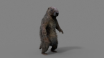 Marmot groundhog