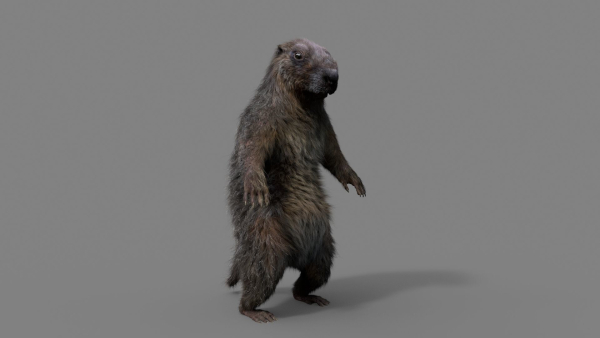 Marmot groundhog