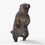 Marmot groundhog