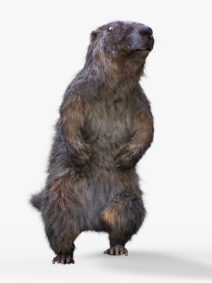 marmot-groundhog-3d-model-8d94acb488