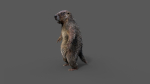 Marmot groundhog