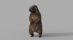 Marmot groundhog