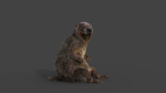 Marmot groundhog