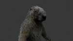 Marmot groundhog