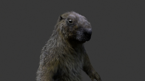 Marmot groundhog