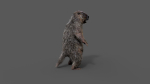 Marmot groundhog
