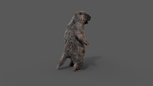 Marmot groundhog