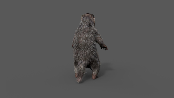 Marmot groundhog