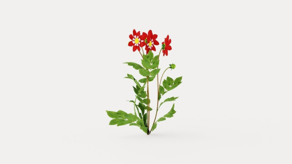 Mary Evelyn Dahlia