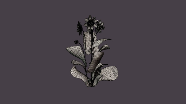 Mary Evelyn Dahlia