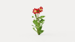 Mary Evelyn Dahlia