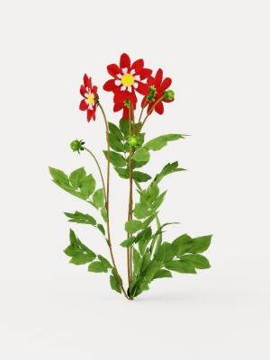 Mary Evelyn Dahlia