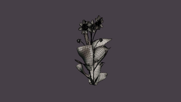 Mary Evelyn Dahlia