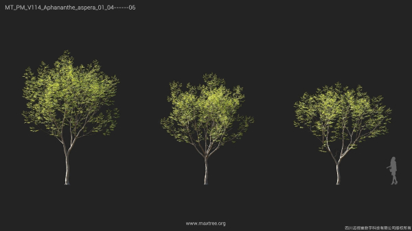 Maxtree Plant Models Vol 114 - Mesh