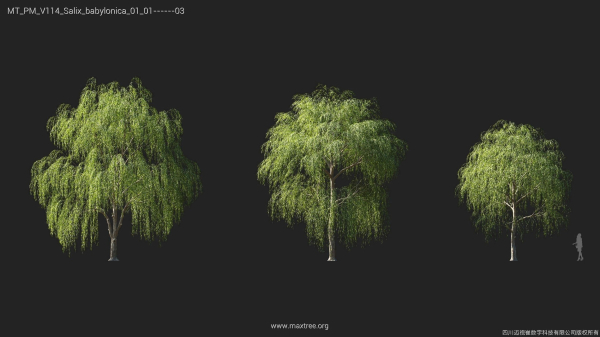 Maxtree Plant Models Vol 114 - Mesh