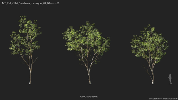 Maxtree Plant Models Vol 114 - Mesh