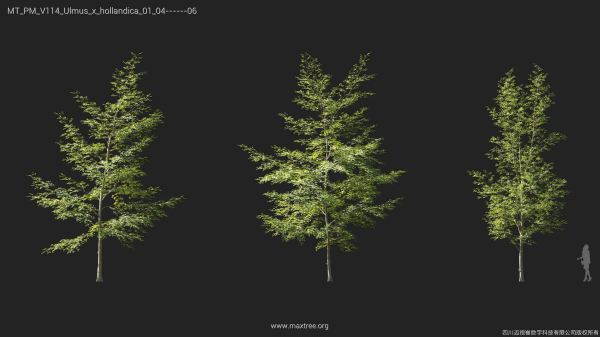 Maxtree Plant Models Vol 114 - Mesh