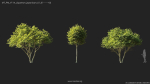 Maxtree Plant Models Vol 114 - Mesh