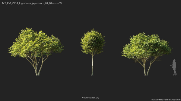 Maxtree Plant Models Vol 114 - Mesh