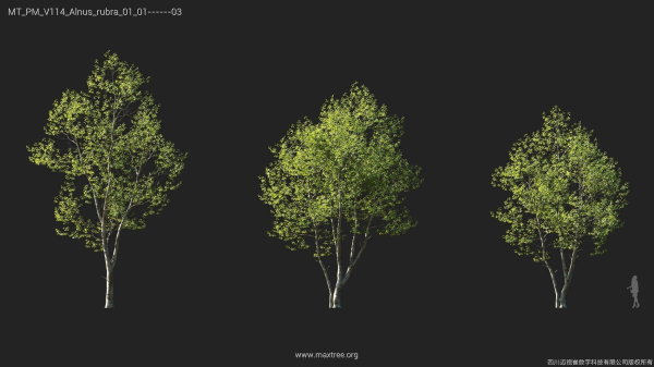 Maxtree Plant Models Vol 114 - Mesh