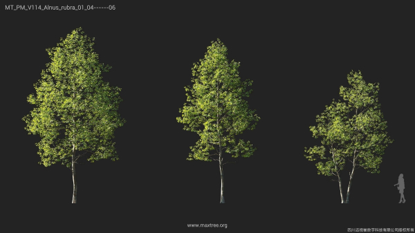 Maxtree Plant Models Vol 114 - Mesh