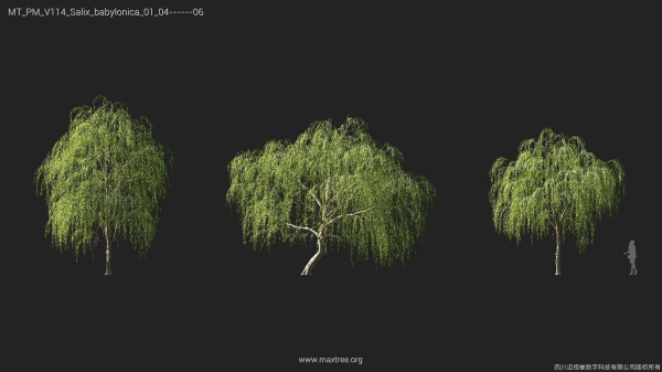Maxtree Plant Models Vol 114 - Mesh