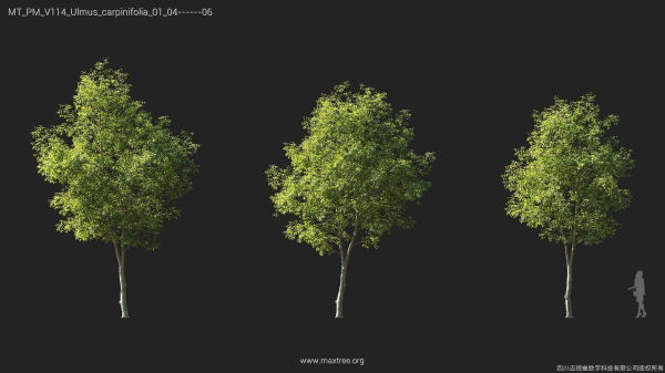 Maxtree Plant Models Vol 114 - Mesh