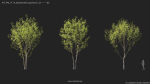 Maxtree Plant Models Vol 114 - Mesh