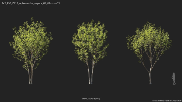 Maxtree Plant Models Vol 114 - Mesh