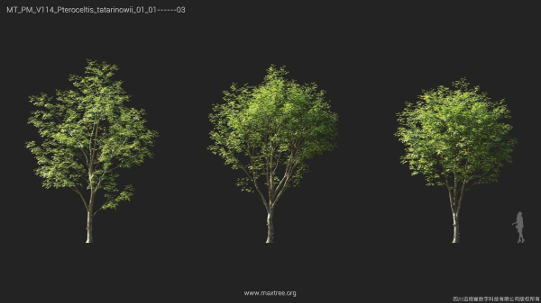 Maxtree Plant Models Vol 114 - Mesh