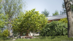Maxtree Plant Models Vol 114 - Mesh