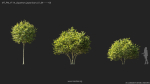 Maxtree Plant Models Vol 114 - Mesh