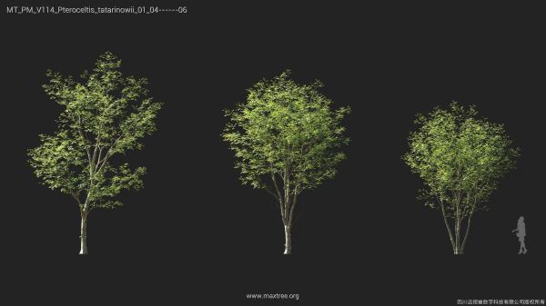 Maxtree Plant Models Vol 114 - Mesh
