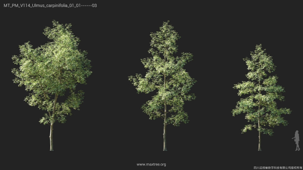 Maxtree Plant Models Vol 114 - Mesh