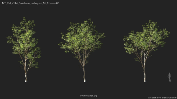 Maxtree Plant Models Vol 114 - Mesh