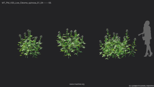 Maxtree Plant Models Vol 20 Low - Mesh