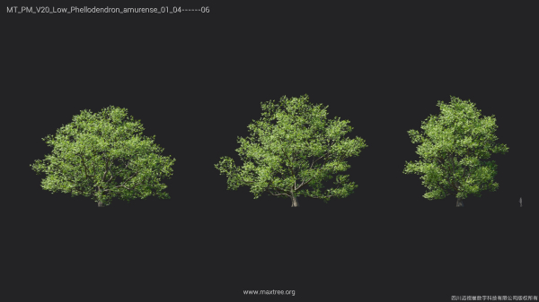 Maxtree Plant Models Vol 20 Low - Mesh