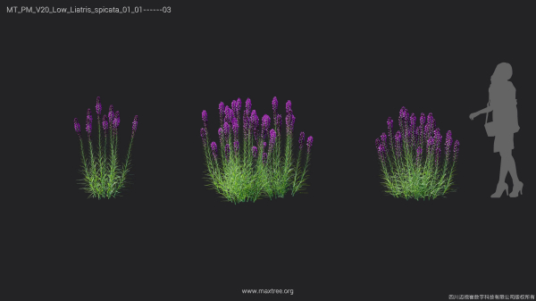 Maxtree Plant Models Vol 20 Low - Mesh