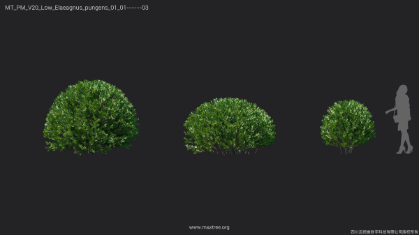 Maxtree Plant Models Vol 20 Low - Mesh
