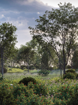 Maxtree Plant Models Vol 20 Low - Mesh
