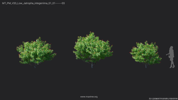 Maxtree Plant Models Vol 20 Low - Mesh