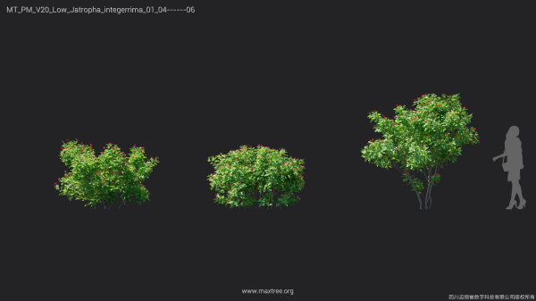 Maxtree Plant Models Vol 20 Low - Mesh
