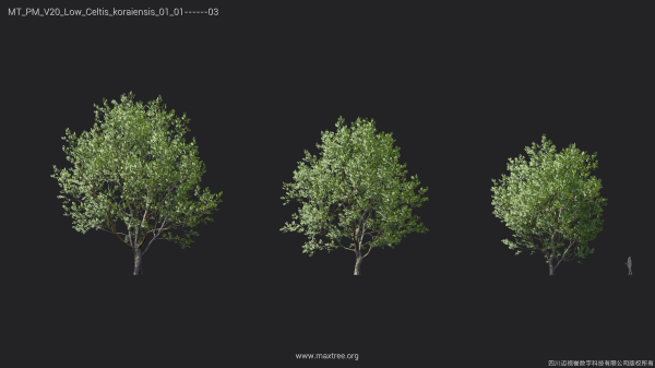 Maxtree Plant Models Vol 20 Low - Mesh