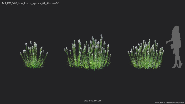 Maxtree Plant Models Vol 20 Low - Mesh