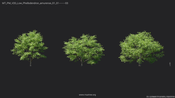 Maxtree Plant Models Vol 20 Low - Mesh