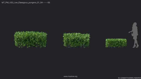 Maxtree Plant Models Vol 20 Low - Mesh