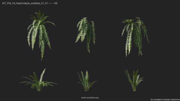 Maxtree Plant Models Vol 4 - Mesh