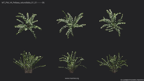 Maxtree Plant Models Vol 4 - Mesh