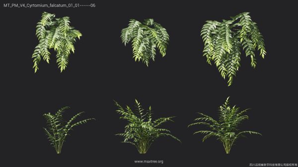 Maxtree Plant Models Vol 4 - Mesh