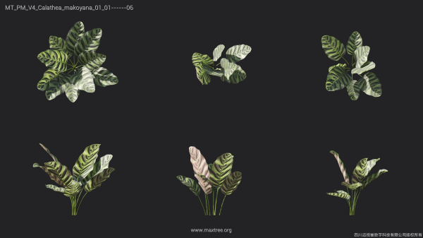 Maxtree Plant Models Vol 4 - Mesh